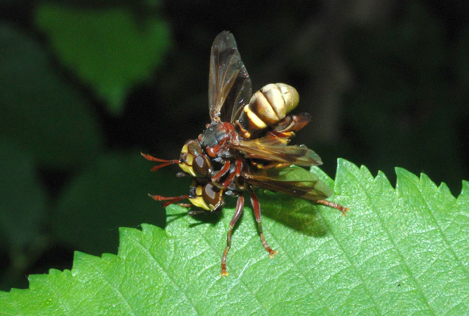 Conops vesicularis ♂ e ♀ (Conopidae)